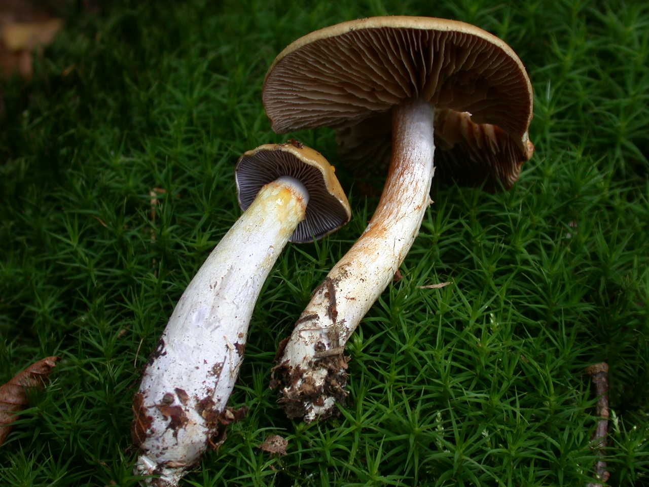 Funghi colorati ...oggi